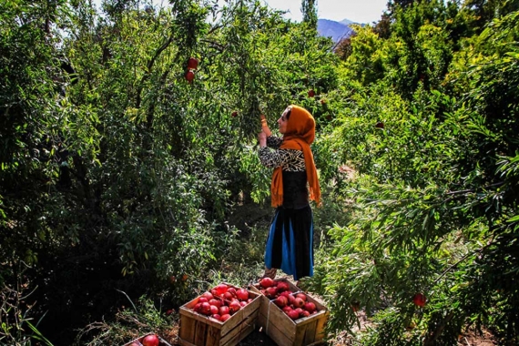 Package 18: Harvesting Pomegranate (Picking Rubies)